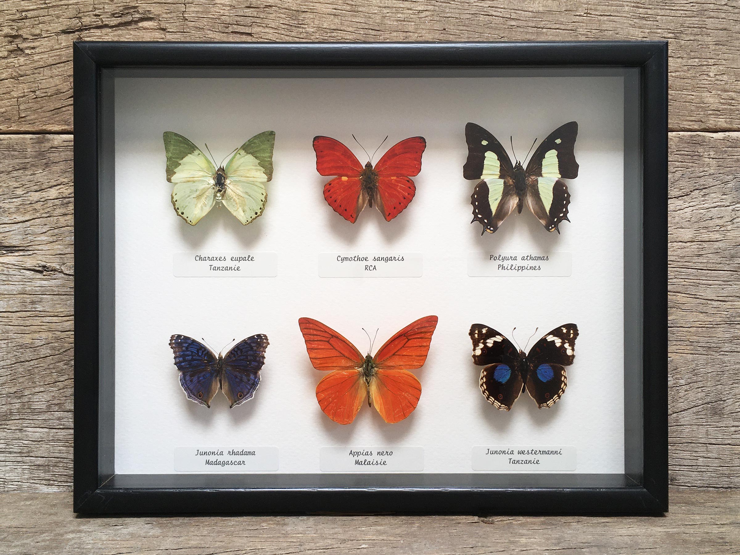 6 Butterfly collection