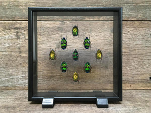 9 Beetle Vitrine