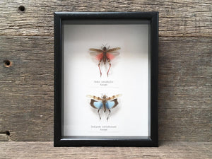 Hopper pair