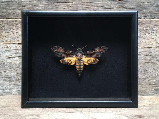 Acherontia atropos
