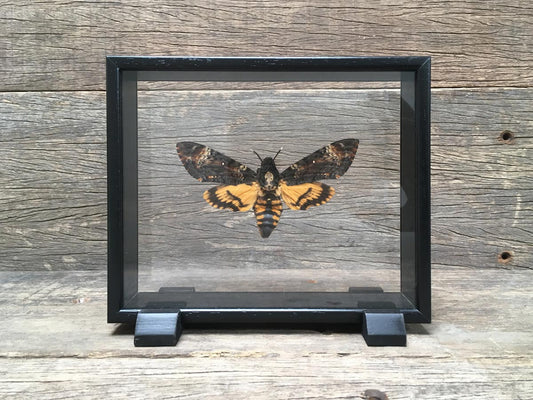 Acherontia atropos