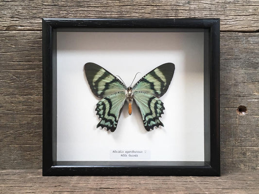 Alcides agathyrsus