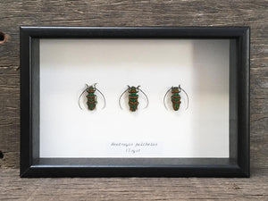 Anatragus pulchelus