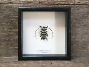 Anoplophora elegans