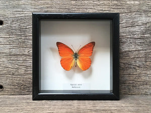 Appias nero