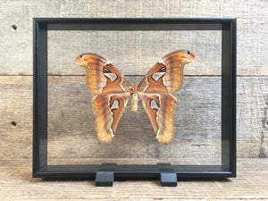 Attacus atlas Vitrine
