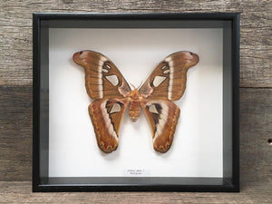 Attacus atlas