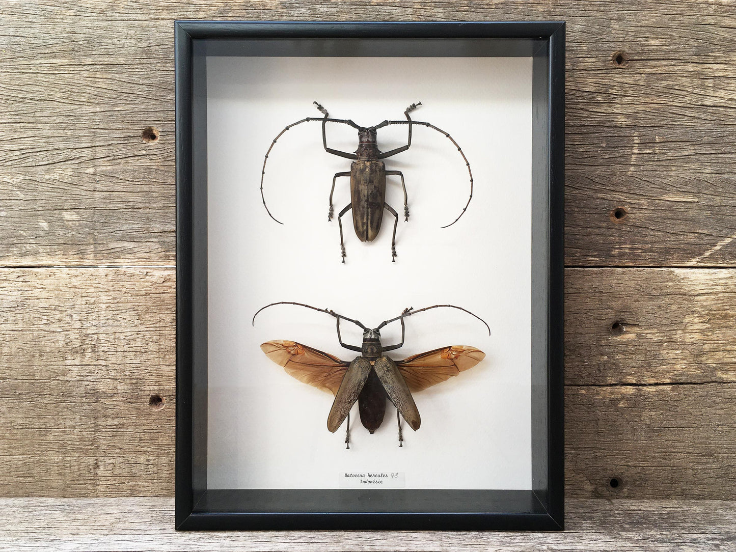 Batocera hercules