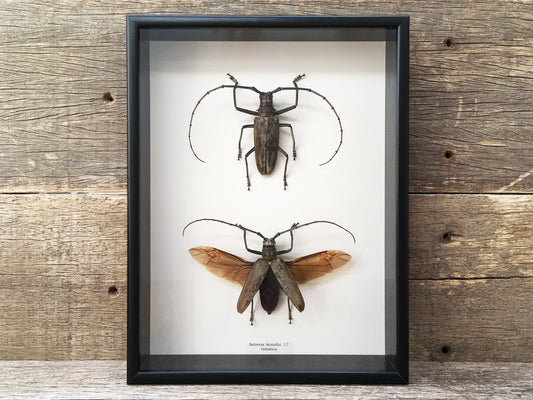 Batocera hercules