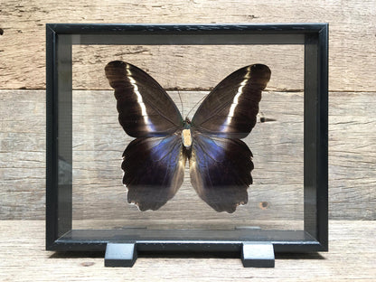 Caligo eurilochus vitrine