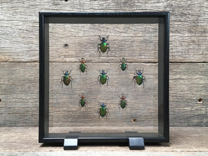 Carabidae Vitrine