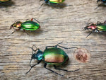 Load image into Gallery viewer, Carabidae Vitrine
