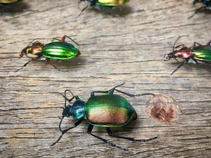 Carabidae Vitrine