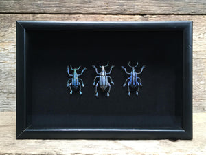 Eupholus benetti