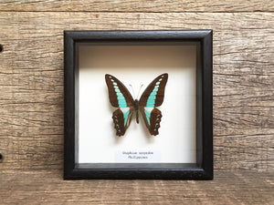 Graphium sarpedon