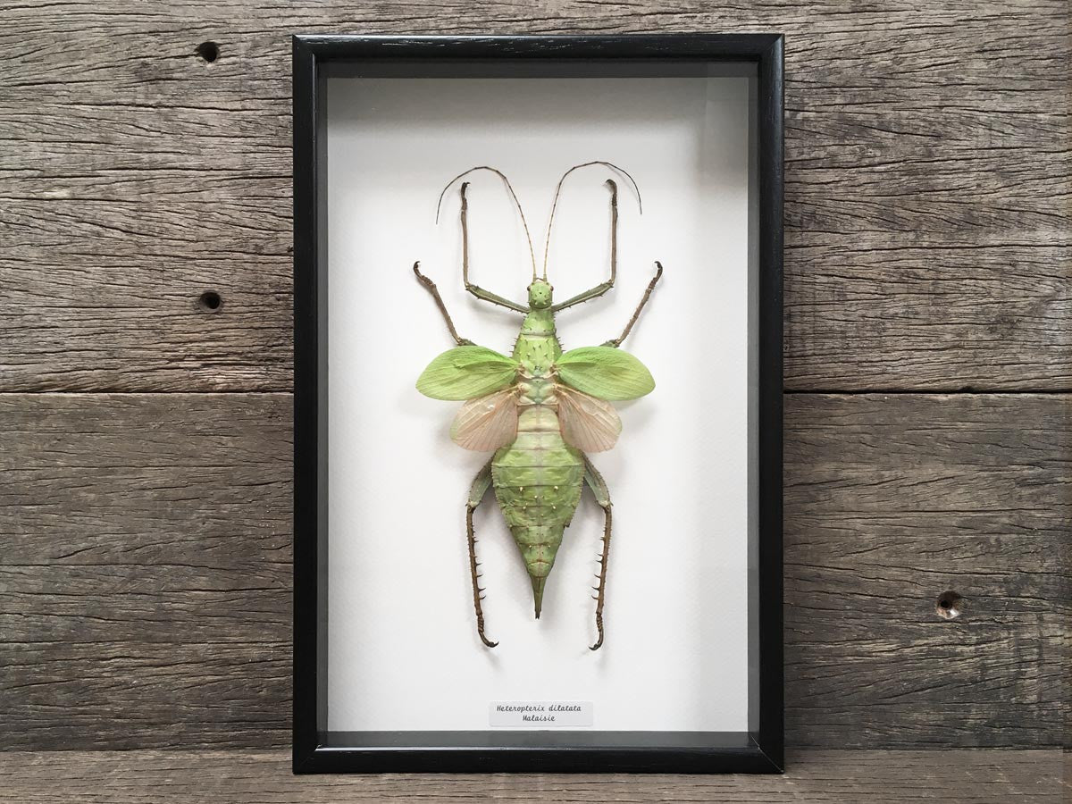 Heteropteryx dilatata