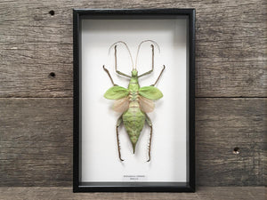 Heteropteryx dilatata