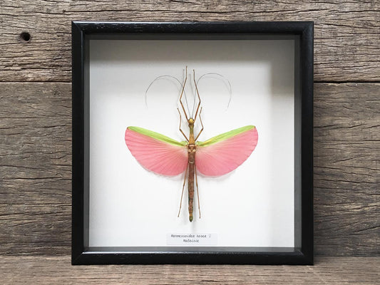 Marmessoidea rosea