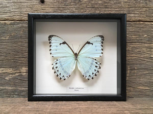 Morpho catenarius