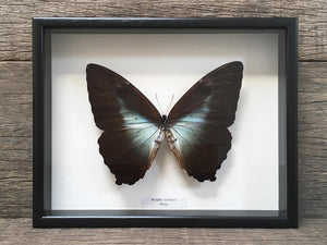 Morpho cisseis