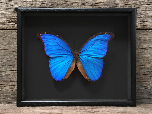Morpho didius