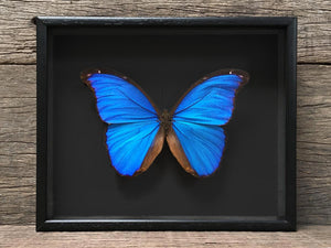 Morpho didius