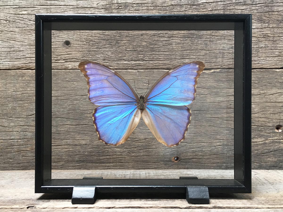 Morpho godarti Vitrine