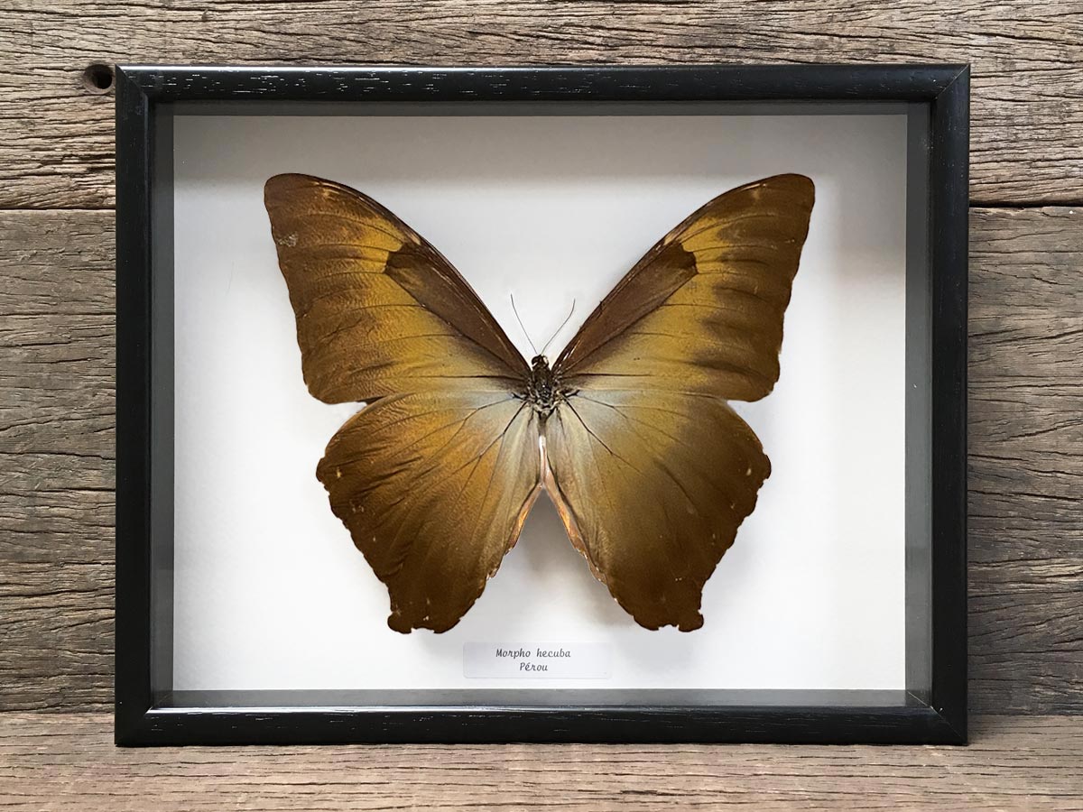 Morpho hecuba