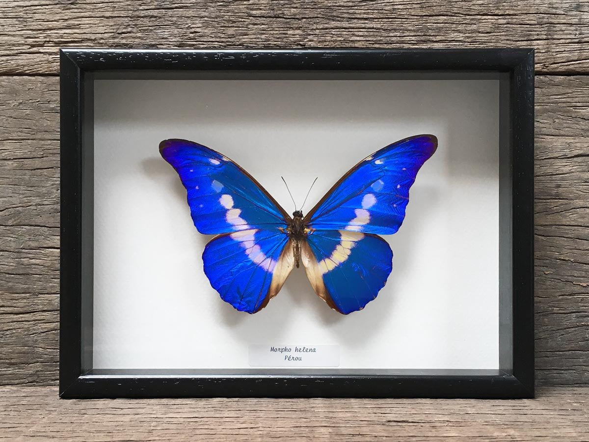 Morpho helena