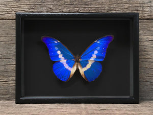 Morpho helena