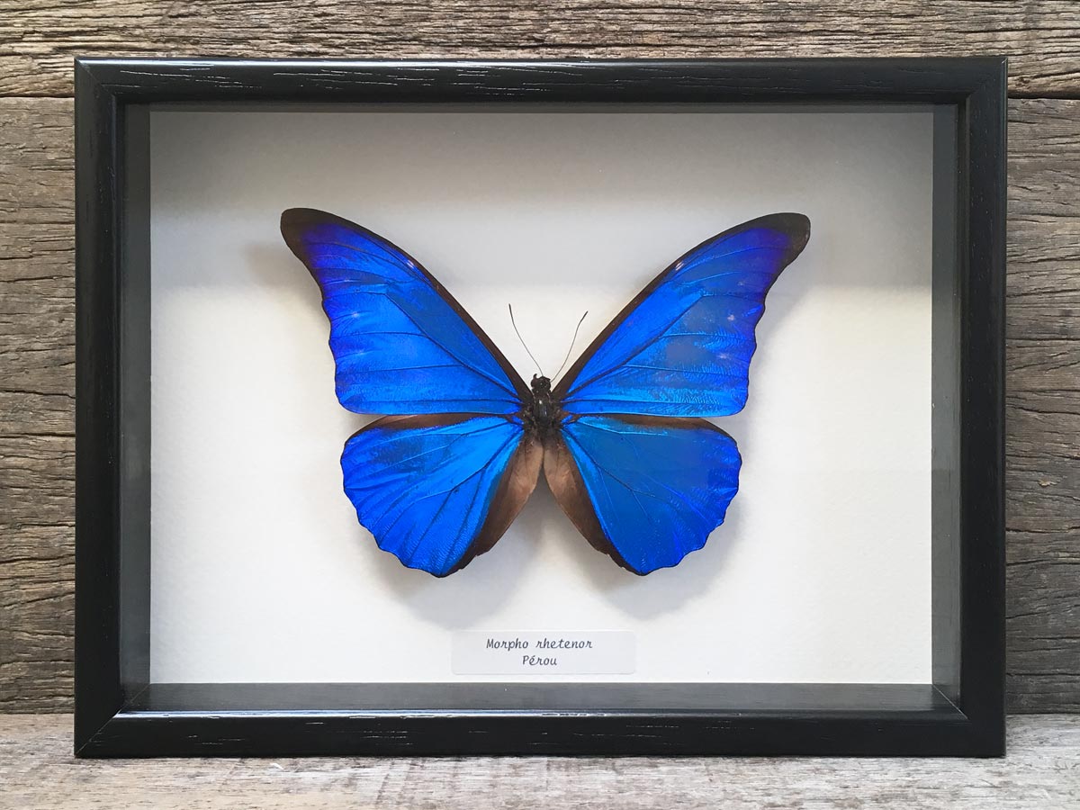 Morpho rhetenor – the Otherist