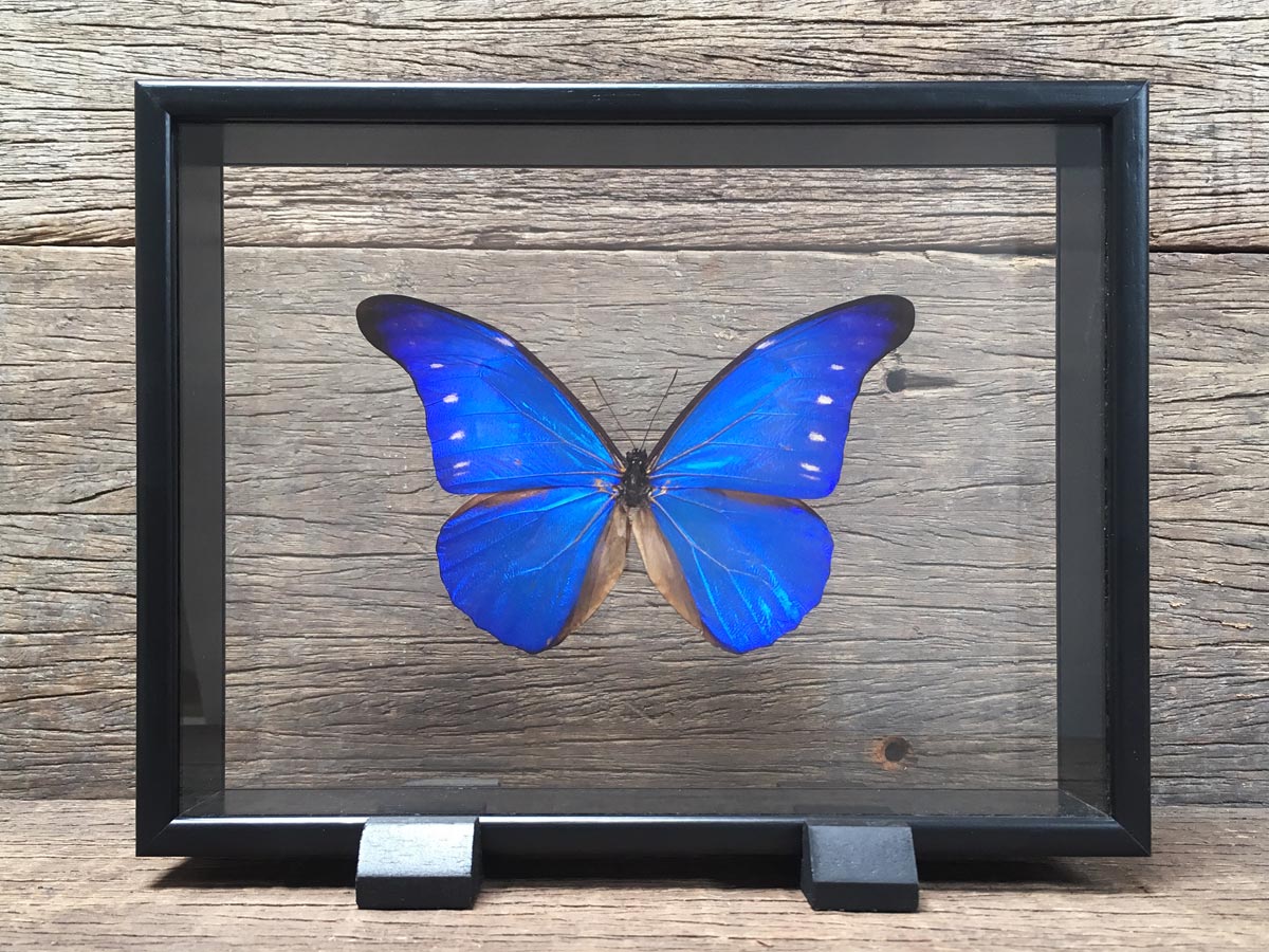 Morpho rhetenor Vitrine