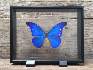 Morpho rhetenor Vitrine