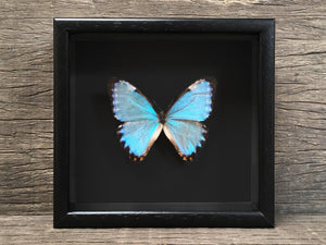 Morpho thamyris