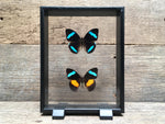 Load image into Gallery viewer, Nessaea vitrine
