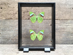 Load image into Gallery viewer, Nessaea vitrine
