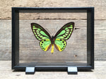 Load image into Gallery viewer, Ornithoptera priamus vitrine
