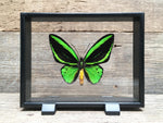 Load image into Gallery viewer, Ornithoptera priamus vitrine
