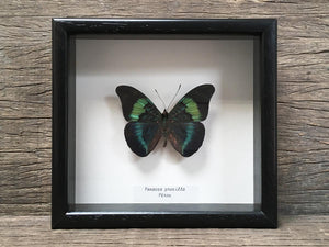 Panacea procilla
