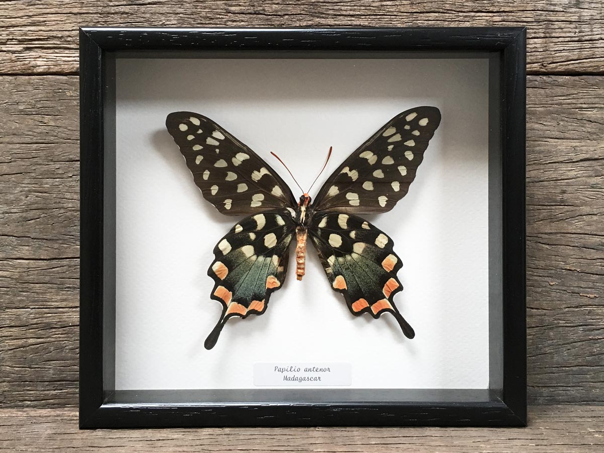 Papilio antenor