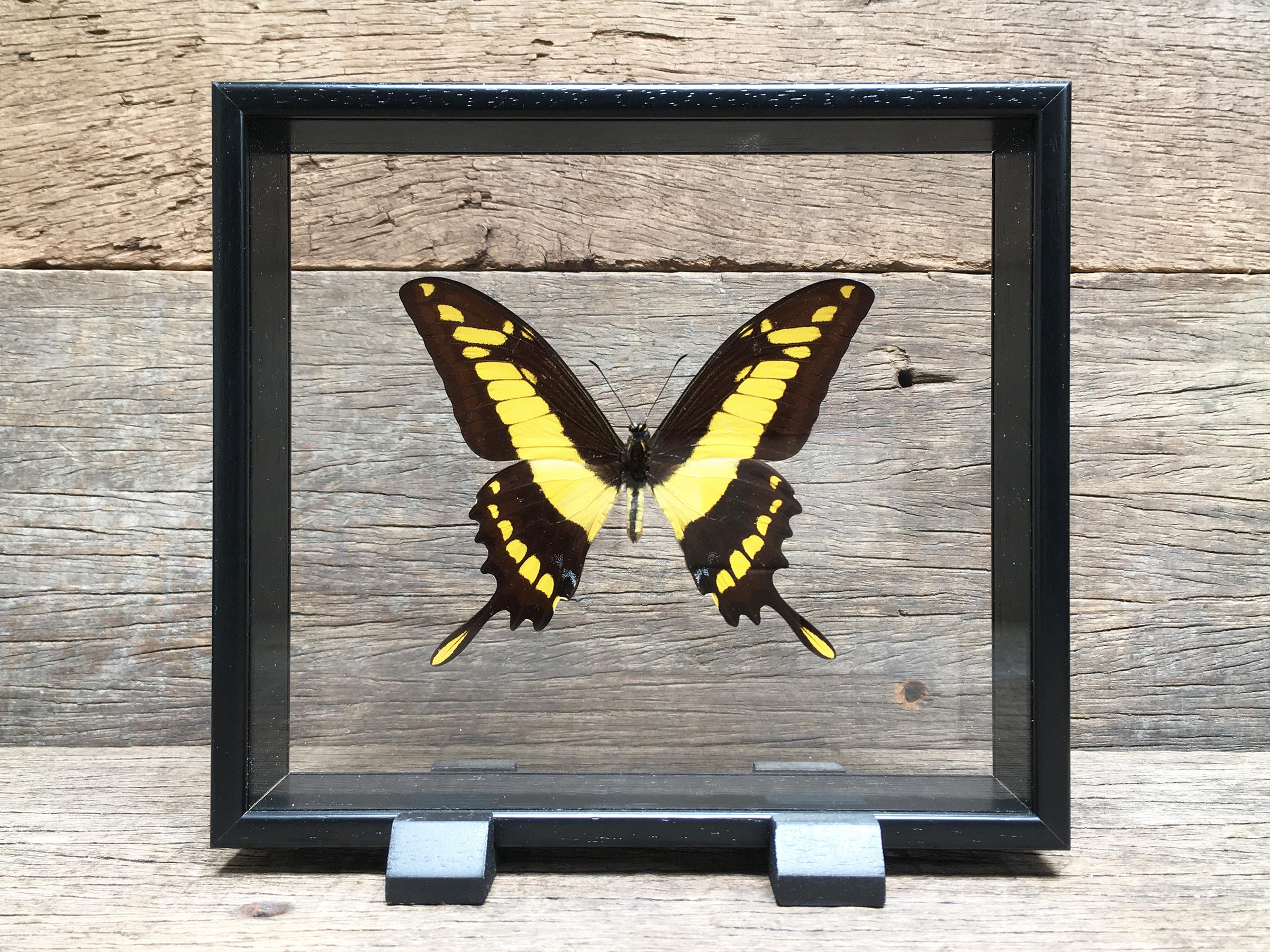 Papilio cyniras vitrine