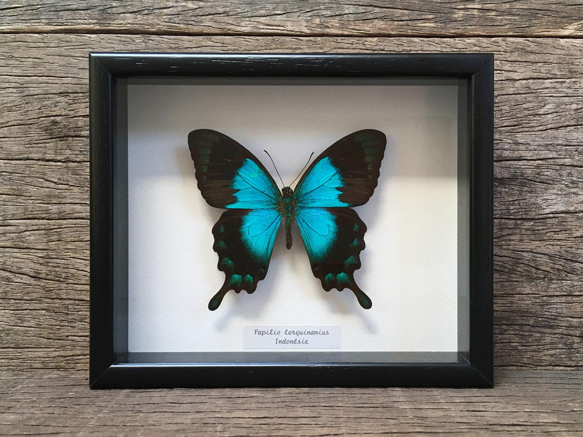 Papilio lorquinianus
