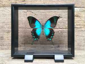 Papilio lorquinianus vitrine