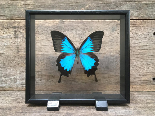 Papilio ulysses Vitrine