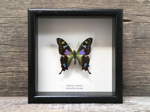 Papilio Graphium weiskei