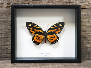 Papilio zagreus