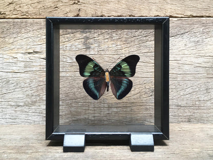 Panacea prola vitrine