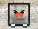 Load image into Gallery viewer, Panacea prola vitrine
