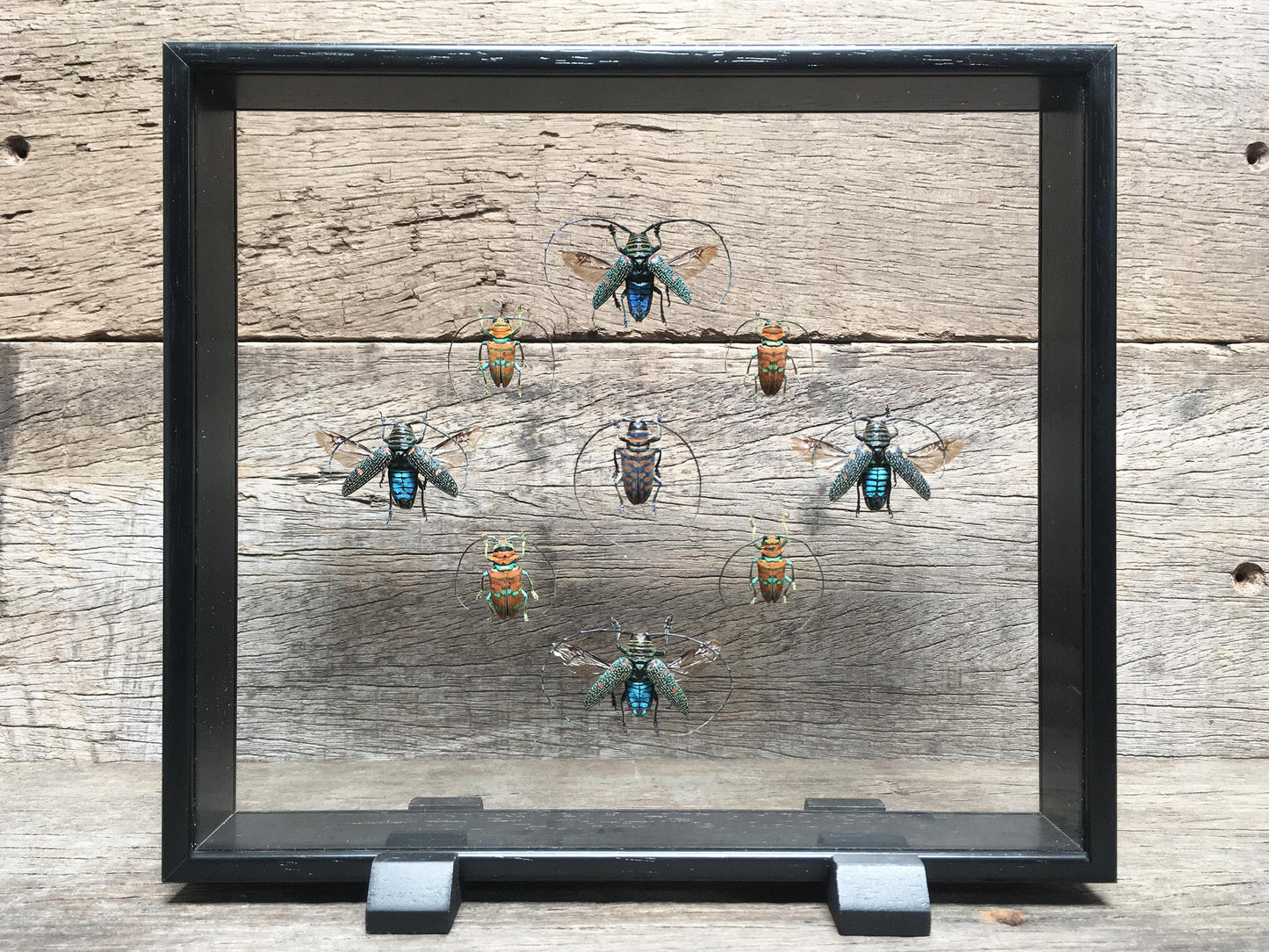 Zographus Vitrine