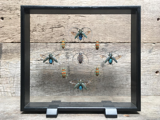 Zographus Vitrine